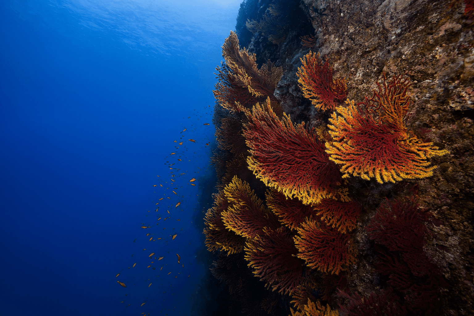 Site background
