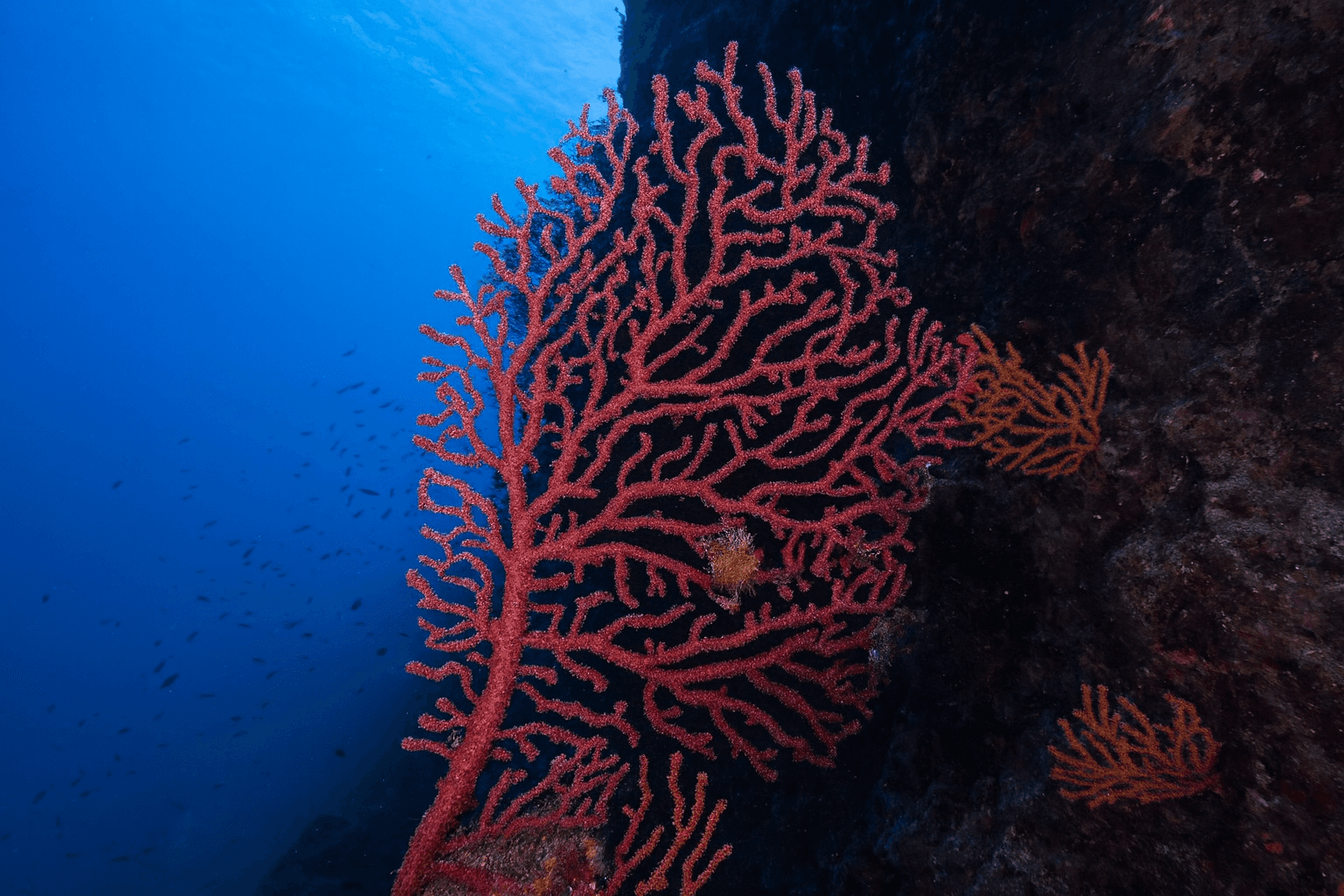 Site background
