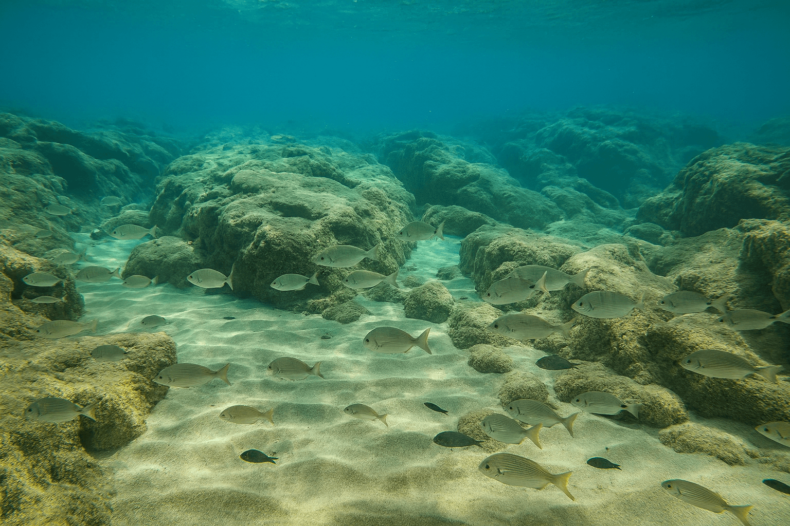 Site background