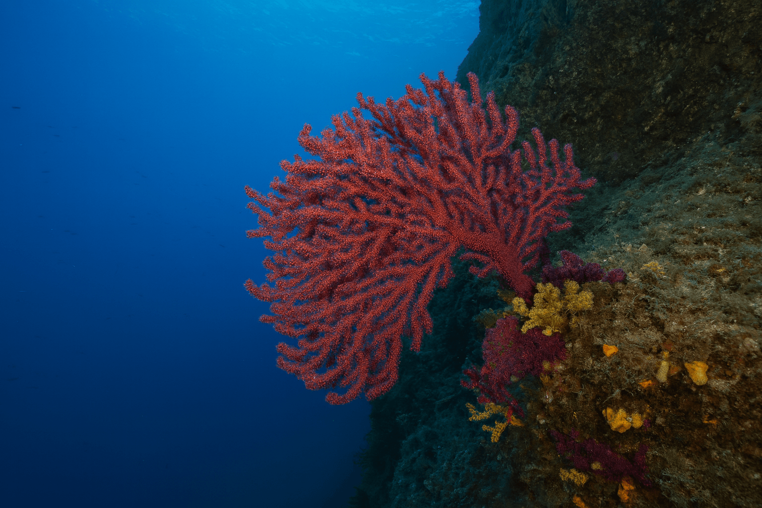 Scuba diving at Grotta del Portico (Portico Cave) in Calabria