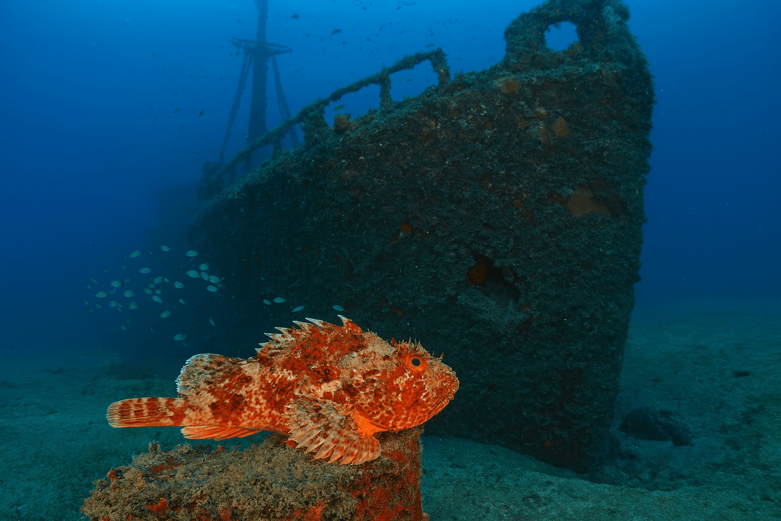 Scuba diving at Hans Schmidt (Istra) in Rovinj