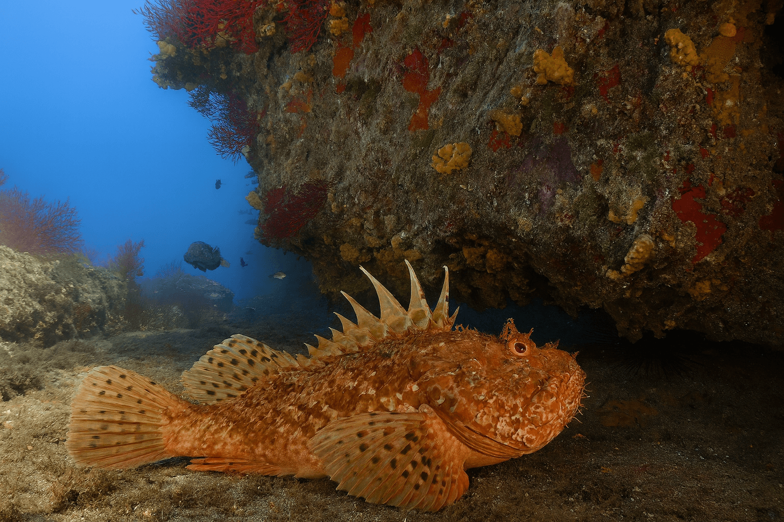 Scuba diving at Molo IV in Ventotene