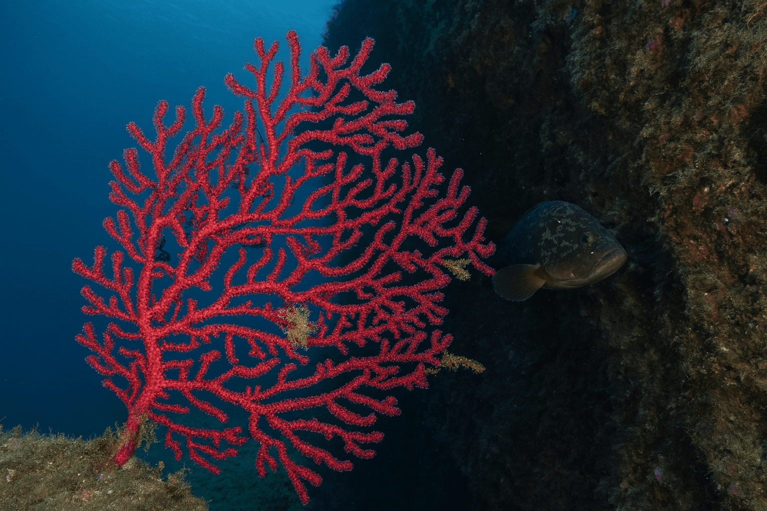 Scuba diving at Mourtias Reef (North & South) in Alonissos