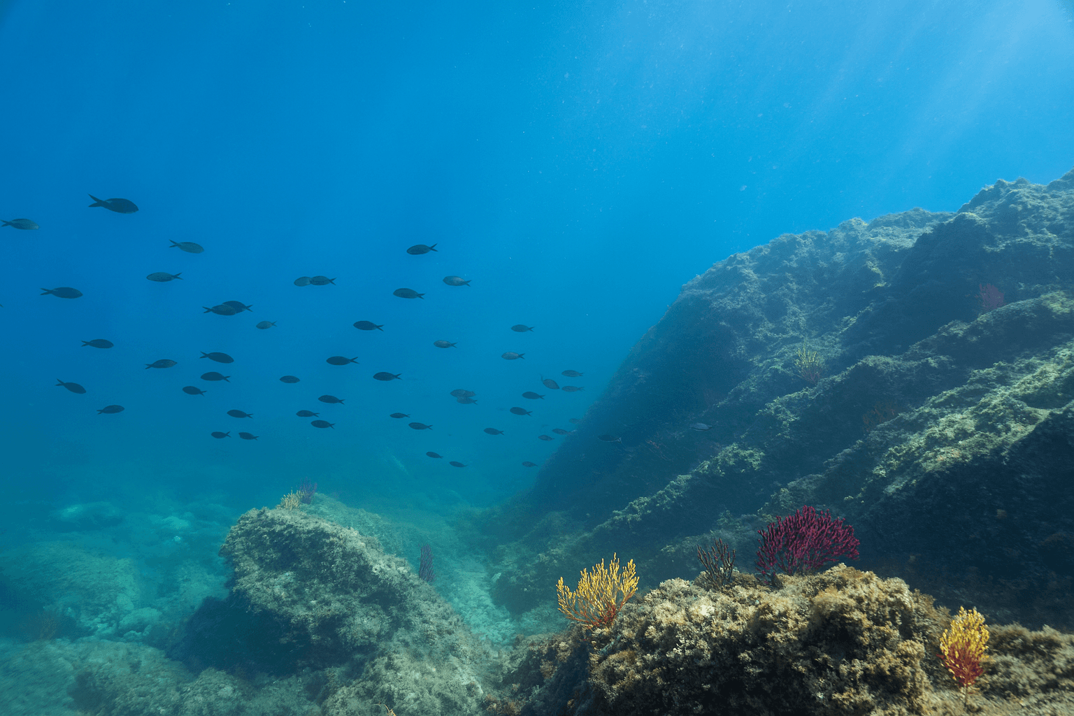 Scuba diving at Placer de las Bóvedas in Costa del Sol
