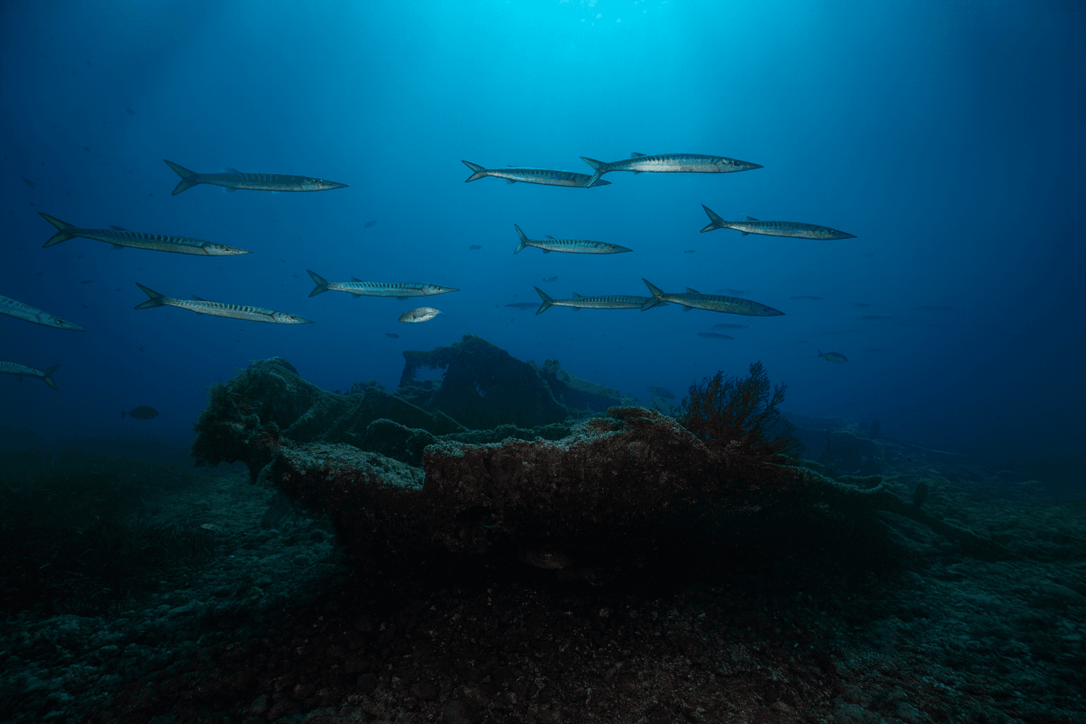 Scuba diving at Relitto Tabarka in Livorno