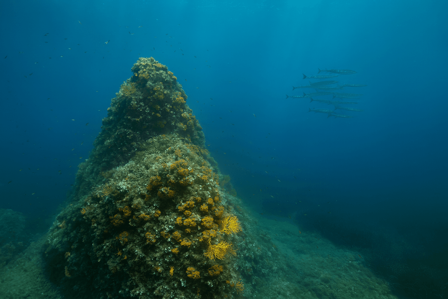 Scuba diving at Secca di Santa Lucia in Elba Island