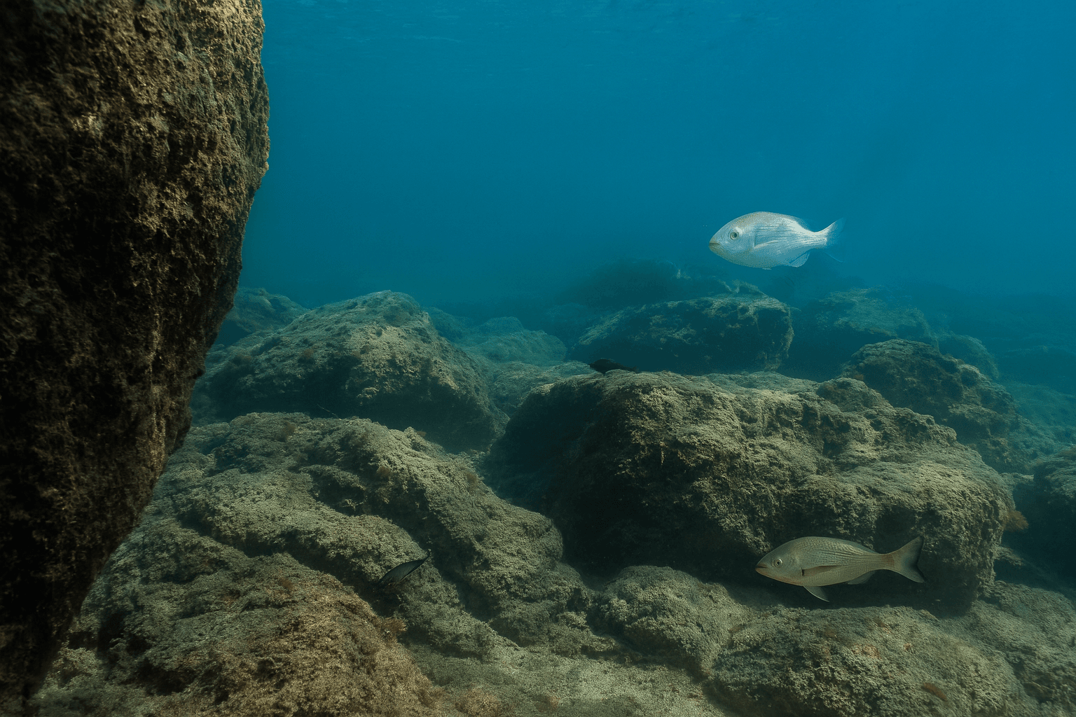 Scuba diving at Torre del Cable (The Cable Tower / Mineral Tower) in Costa del Sol