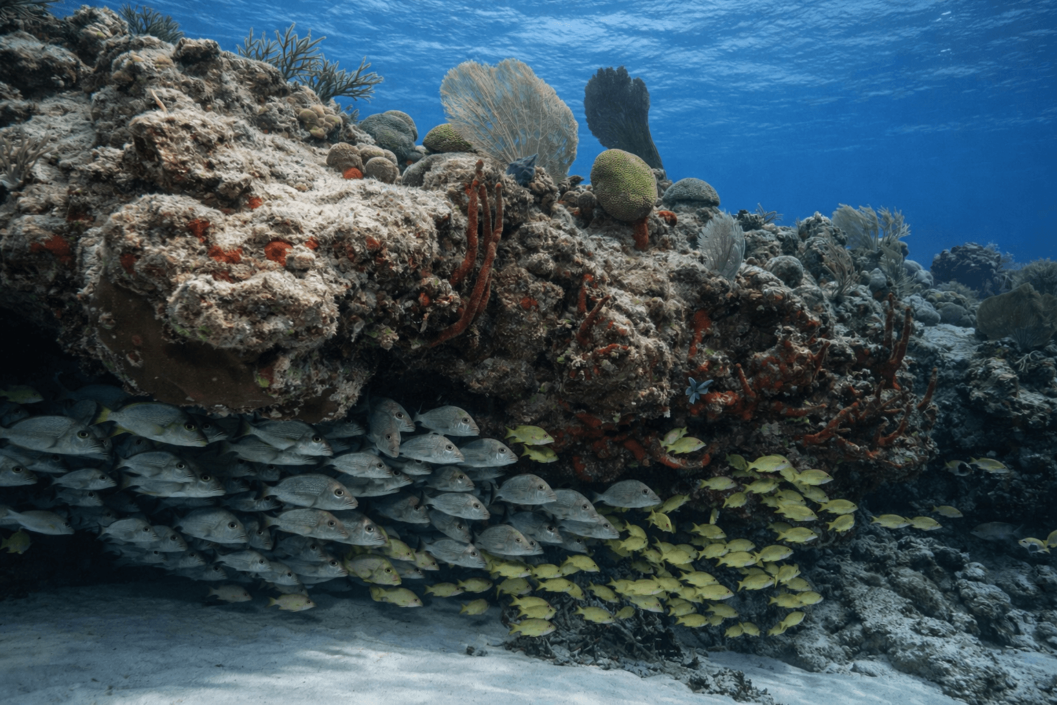 Scuba diving at Villa Blanca Wall in Cozumel